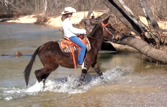 gaited mule